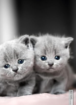 Kittens Ideal 6